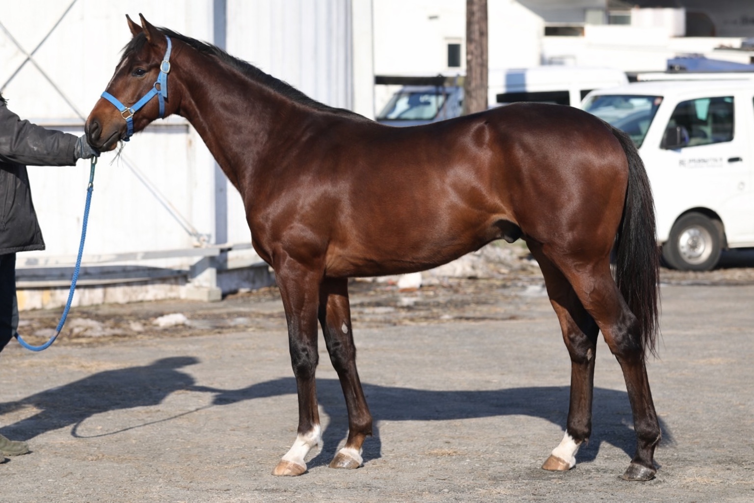 Horse body evaluation